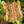 Load image into Gallery viewer, &quot;Whole Wheat&quot; Vegan Sourdough English Muffins
